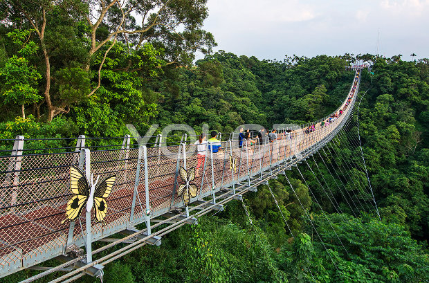 景觀吊橋